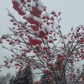 ����: ������ ��� ������