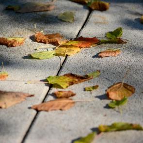 ����: �����