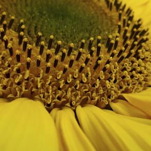 ���� ��������: ���������