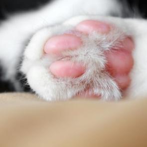 ����: �����