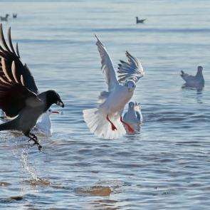 ����: ��������. 