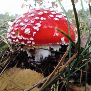 ����: ���������