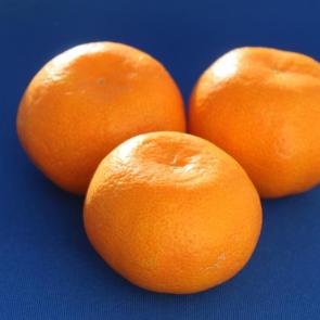 ����: ���������