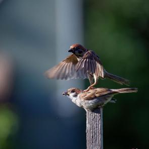 ����: �����������...