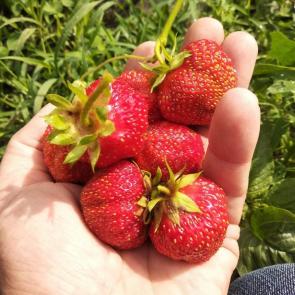 ����: ����������