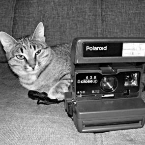 ����: ����������