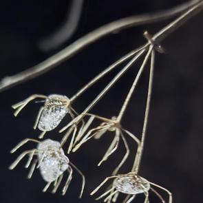 ����: ��������-������