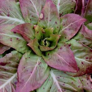 ����: ��������� �����