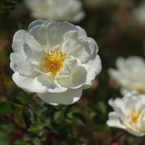 ����: ����� �������� 