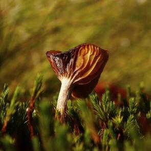 ���� ��������: ��� �������