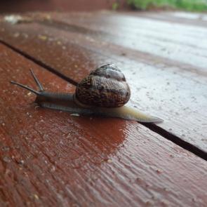 ����: ����� ������