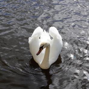 ����: ����������� 