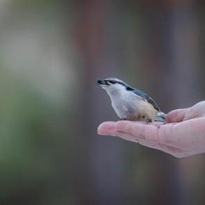 ����: ����������� ���������.