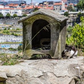 ����: ������ ���