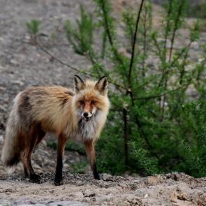 ����: ����� ����