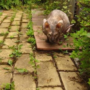 ���� ��������: ����������� ������ 