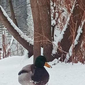 ����: ������ ���� 