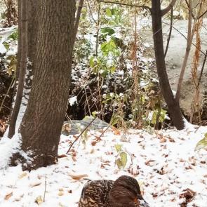 ����: ������ ����