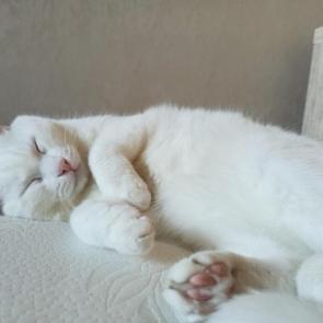 ����: ��� �����