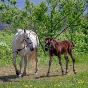 ����: ������ ����