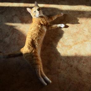 ����: ���� ���-�� ������? 