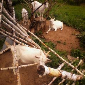 ����: �������