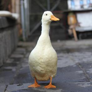 ����: ����-����� ���������!