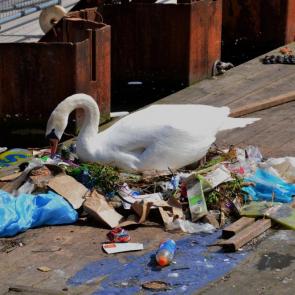 ����: ���������