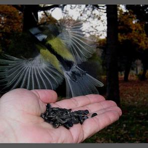 ���� ��������: ������ � ����