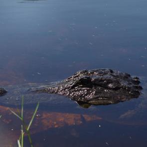 ���� ��������: �������