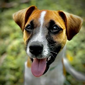 ����: ���