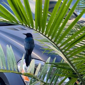 ����: ������