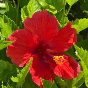 ���� ��������: ��������� ����