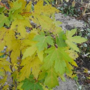 ����: ������