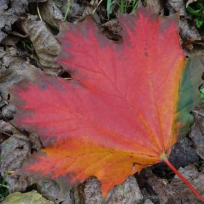 ����: ������