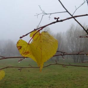 ����: �������