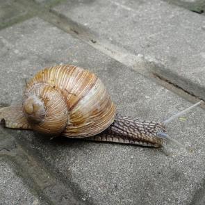 ����: �� ��������