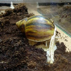 ����: ������