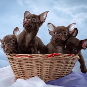 ����: ���������� �������