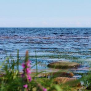 ����: ������