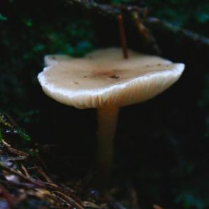 ���� ��������: ����� ����