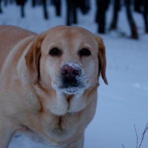 ����: ����