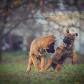 ���� ��������: 