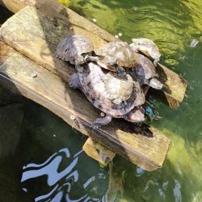 ���� ��������: 