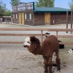 ���� ��������: 