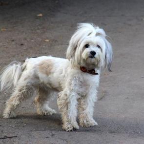 ����: �������