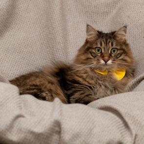 ����: ������.