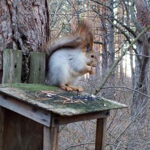 ����: � ������ �� �������