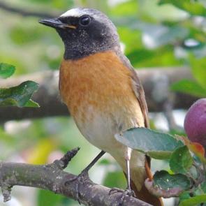 ����: �����������