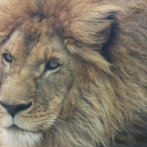 ����: ˸��